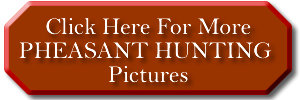 Pheasant Hunting Pictures